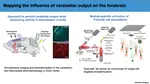 Dimitar presents the lab's work at the Johns Hopkins Cerebellar Seminar Series