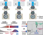 PRE-PRINT ALERT: Dimitar's study on fast and slow learning-related changes is posted to bioRxiv!