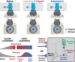 PRE-PRINT ALERT: Dimitar's study on fast and slow learning-related changes is posted to bioRxiv!