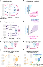 PRE-PRINT ALERT: Sam Clothier's study tracing inputs to and outputs from the cerebellar cortex is posted to bioRxiv!