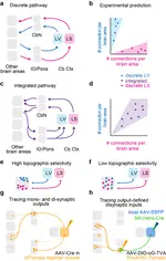 PRE-PRINT ALERT: Sam Clothier's study tracing inputs to and outputs from the cerebellar cortex is posted to bioRxiv!